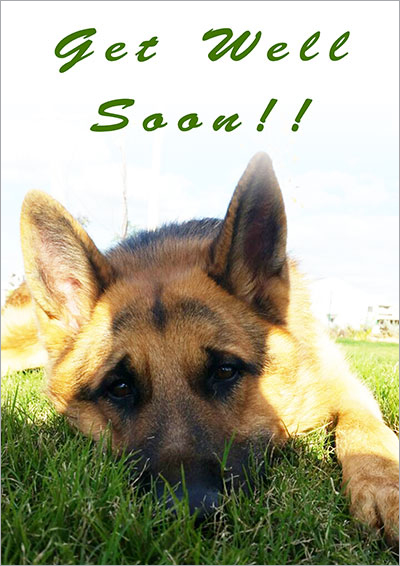 Get well soon gs dog card