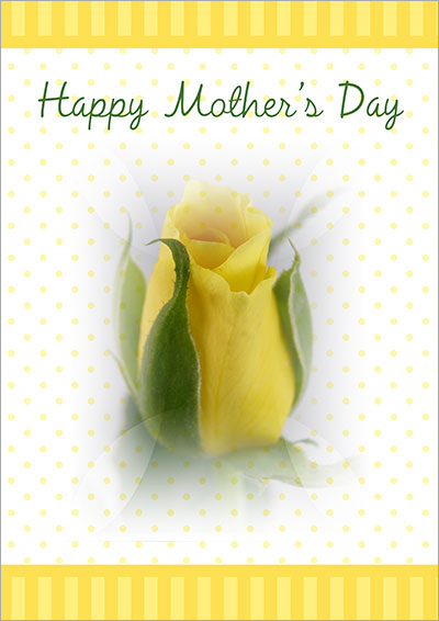 Single Yellow Rose Friendship 022